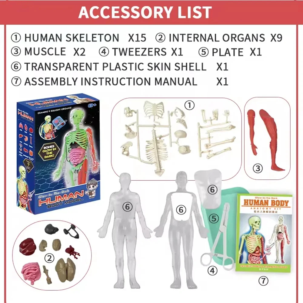 Esqueleto humano, anatomia do  - Model Kit Fantasy avaliação e preço